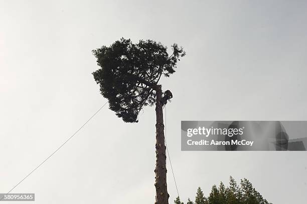 lumber jack - tree removal stock pictures, royalty-free photos & images