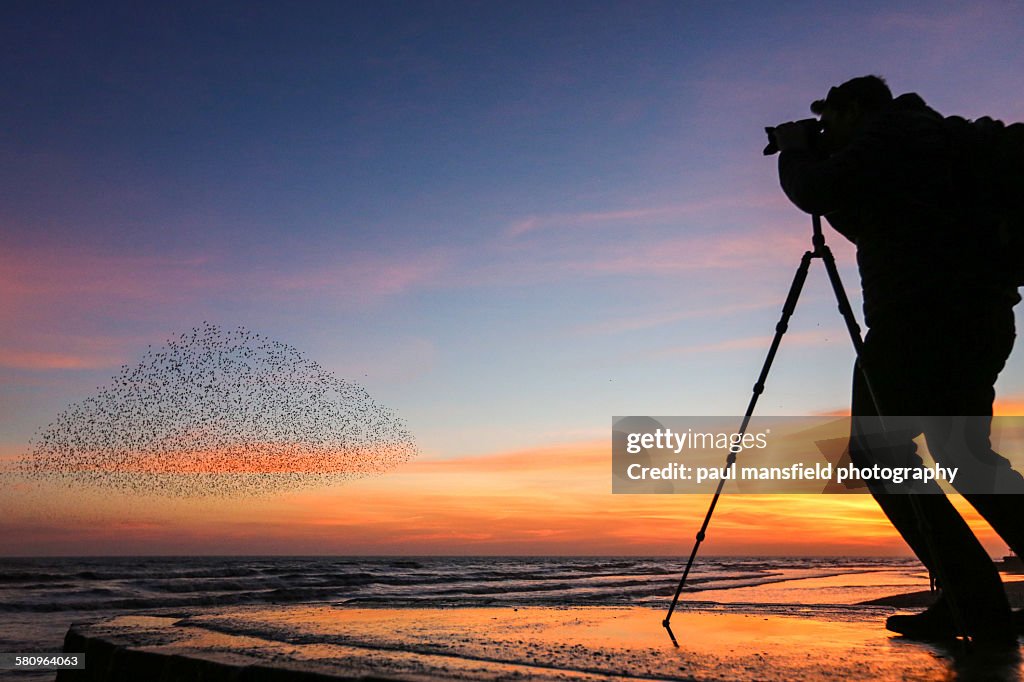 Photographer capturing starlings at sunset