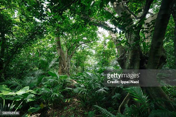 lush green jungle, iriomote-ishigaki national park, japan - bosque primario fotografías e imágenes de stock