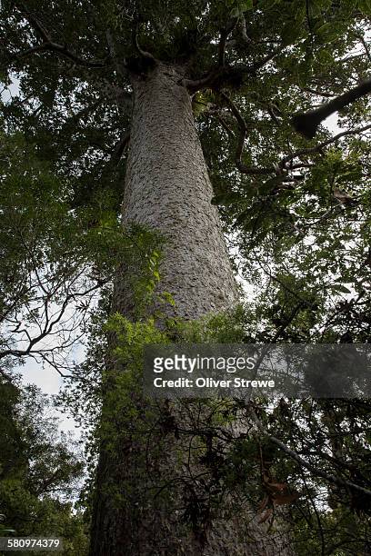 ancient kauri tree - kauri tree stock pictures, royalty-free photos & images