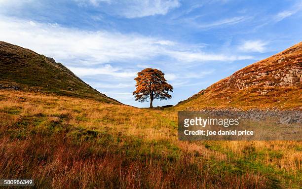sycamore gap, hexham, northumberland, england - hadrians wall stock pictures, royalty-free photos & images