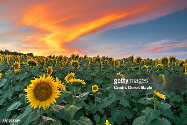 the sunflower state - 堪薩斯市 堪薩斯州 個照片及圖片檔