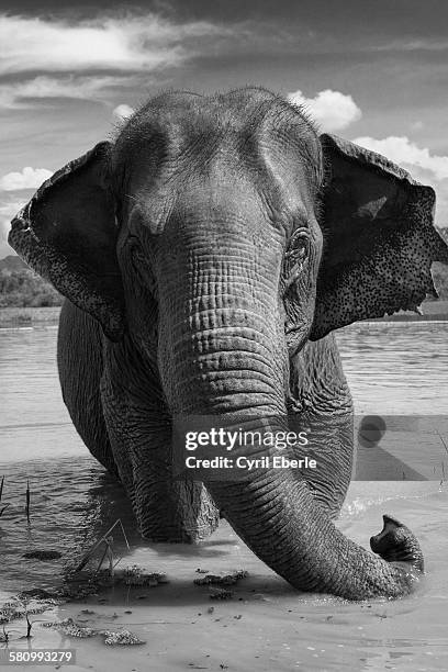 asian elephant in lake - cyril eberle stockfoto's en -beelden