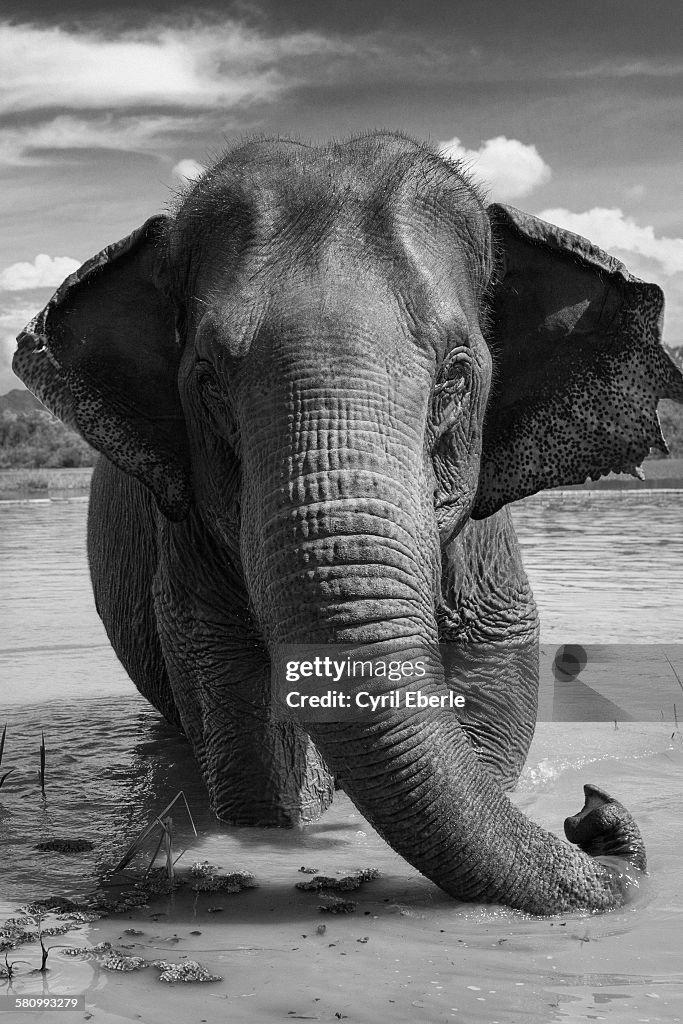 Asian elephant in lake