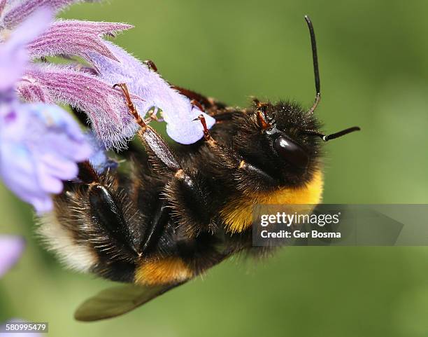 eurasian buff tailed bumblebee - giant bee stockfoto's en -beelden