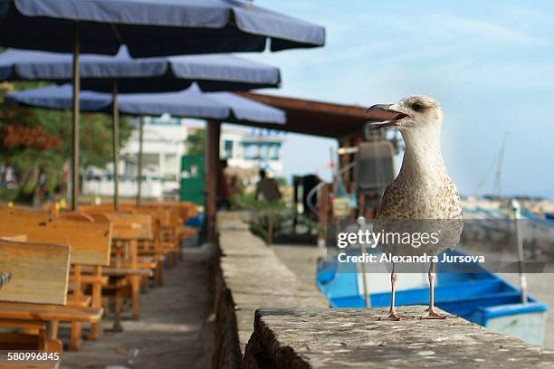 a seagull - pomorie fotografías e imágenes de stock