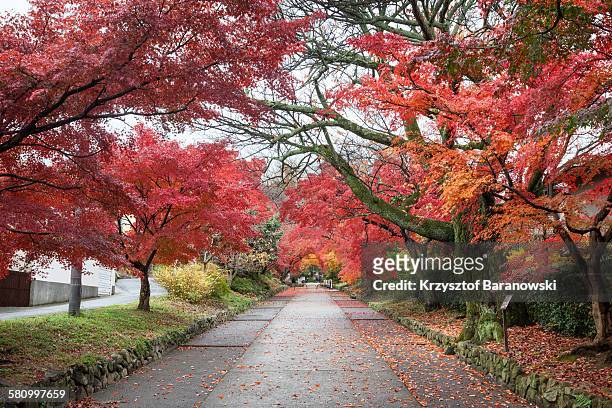 kyoto colors - japanese fall foliage stock pictures, royalty-free photos & images