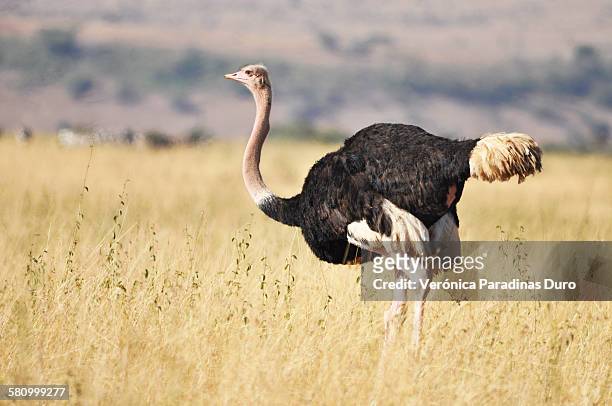 ostrich looking at the infinite - ostrich ストックフォトと画像