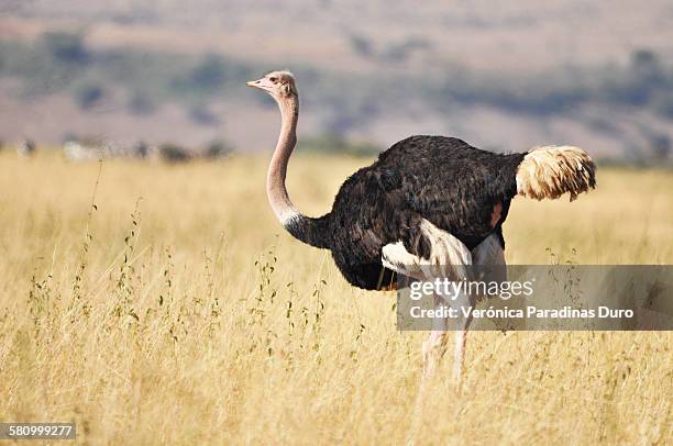 ostrich looking at the infinite - ostrich 個照片及圖片檔