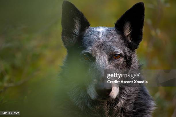 portrait of blue heeler cross dog, forest foliage - australian cattle dog imagens e fotografias de stock