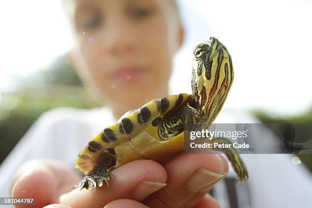 boy holding terrapin - small turtles stock pictures, royalty-free photos & images