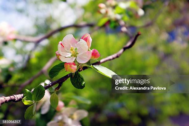 apple blossom in spring - alexandra pavlova foto e immagini stock