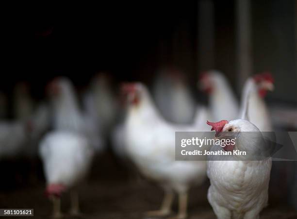 organic egg farm chicken. - somero photos et images de collection