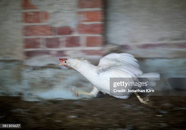 organic egg farm chicken runs. - scared chicken stock pictures, royalty-free photos & images