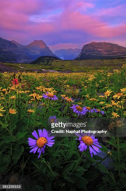 daisy at sunset - glacier national park montana stock pictures, royalty-free photos & images