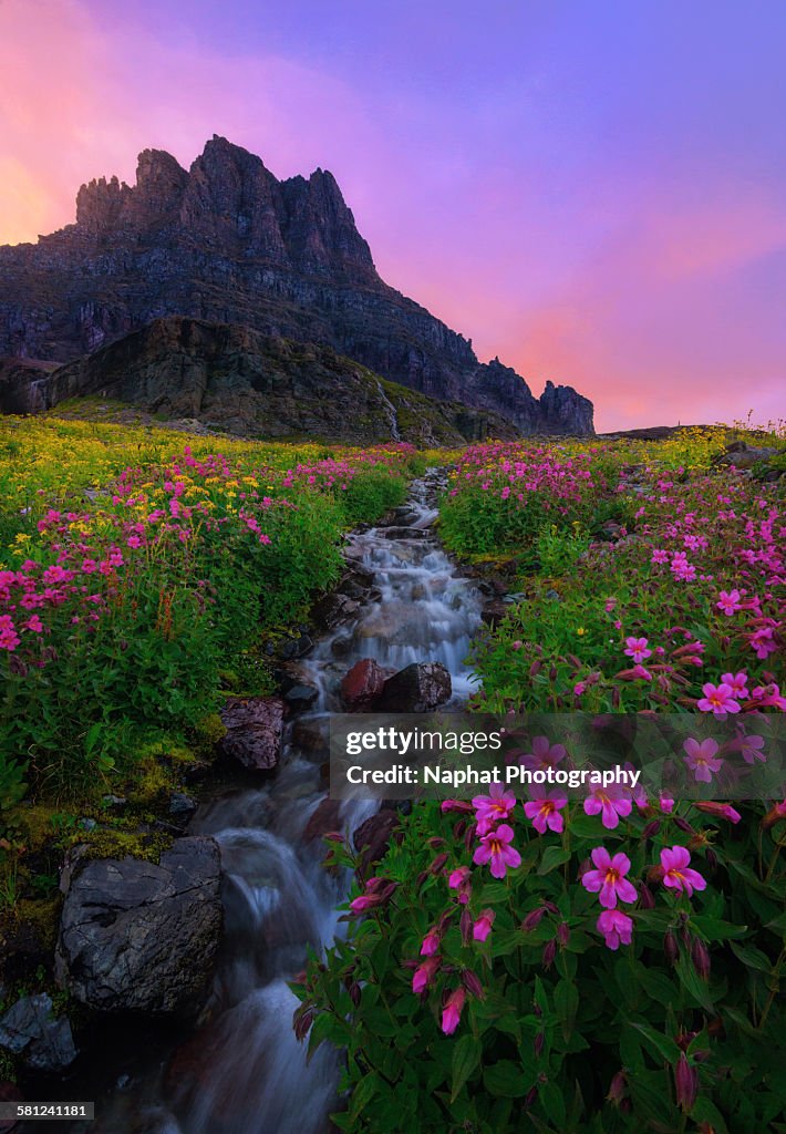 Waterfall and wild flowers