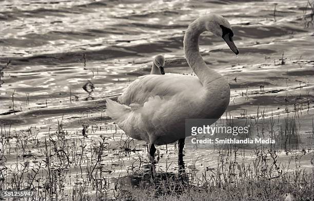 baby swan riding piggyback-cygnus buccinator - lake eola stock pictures, royalty-free photos & images