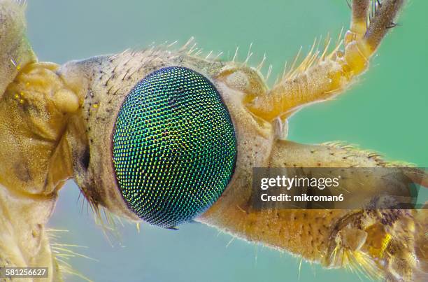 mosquito eye close up - tierisches auge stock-fotos und bilder