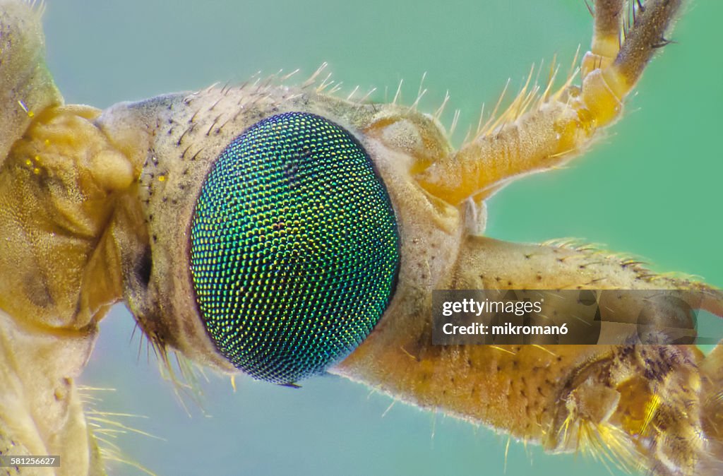 Mosquito eye close up