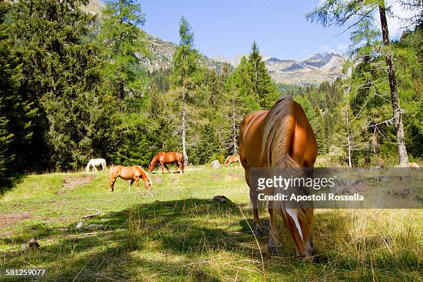 val di fumo, trentino - fumo stock pictures, royalty-free photos & images
