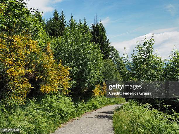 cytisus scoparius (scotch broom) flowering in ticino, lake maggiore, southern switzerland - scotch broom stockfoto's en -beelden