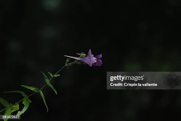 flor silvestre de color violeta - flor silvestre stock pictures, royalty-free photos & images