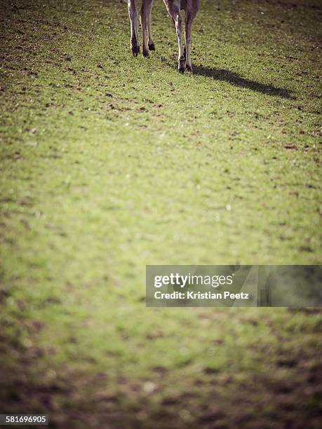 two deers going away - doe foot stock pictures, royalty-free photos & images