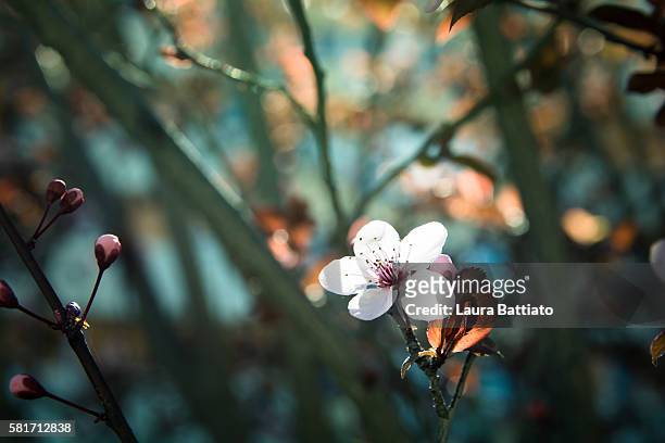 hanami - ornamental plum tree flower in bloom - almond tree photos et images de collection