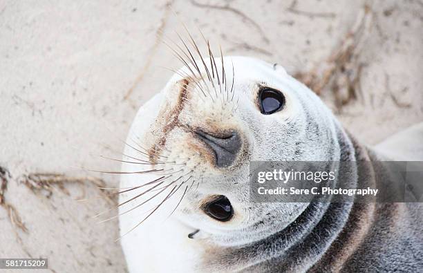 sealion - australia kangaroo island fotografías e imágenes de stock