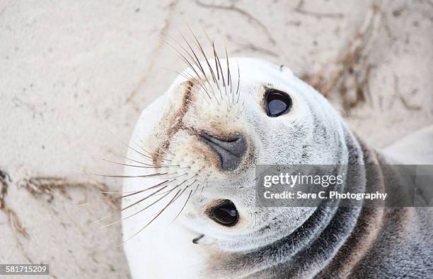 sealion.jpg?s=170667a&w=gi&k=