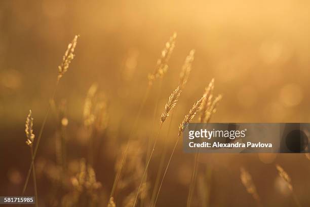 field back lit by golden sunset light - alexandra pavlova foto e immagini stock