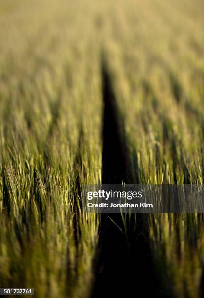 barley field in rural finland. - somero photos et images de collection