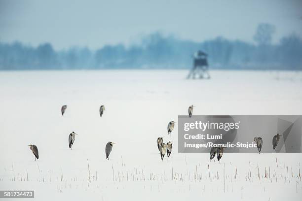 gray herons resting in snowcapped field - gray heron stock pictures, royalty-free photos & images