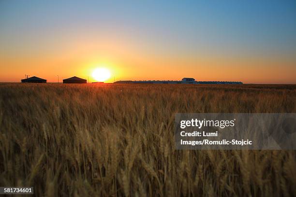 aerial view of farmland, slavonia, croatia - slavonia stock pictures, royalty-free photos & images