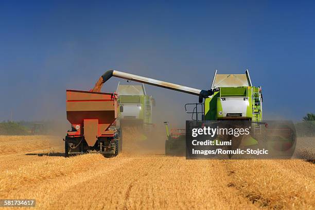 combine harvester empties into a truck, slavonia, croatia - slavonia stock pictures, royalty-free photos & images