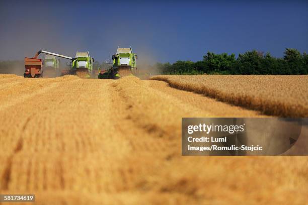 combine harvester empties into a truck, slavonia, croatia - slavonia stock pictures, royalty-free photos & images