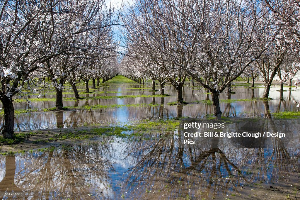 Agriculture - Standing water in a blooming almond orchard cause by excessive rain / near Manteca, California, USA.