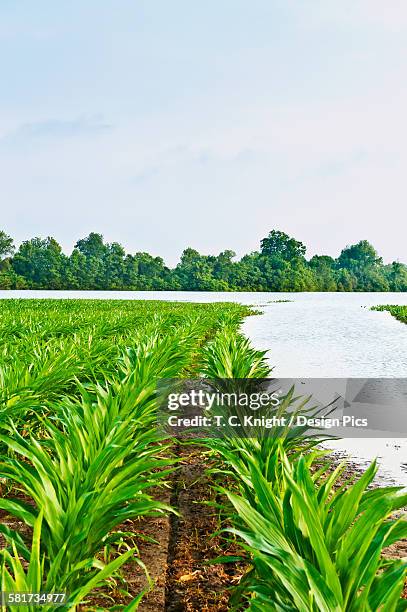 agriculture - flooded corn field along the yazoo river during the mississippi river flood of may, 2011 / near redwood, mississippi, usa. - yazoo river stock pictures, royalty-free photos & images