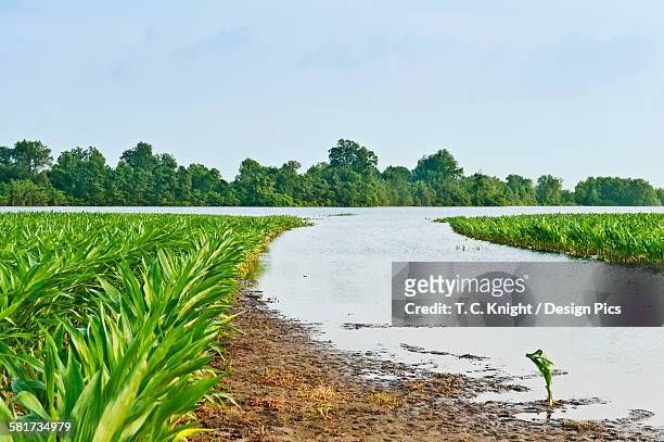 agriculture - flooded corn field along the yazoo river during the mississippi river flood of may, 2011 / near redwood, mississippi, usa. - yazoo river stock pictures, royalty-free photos & images