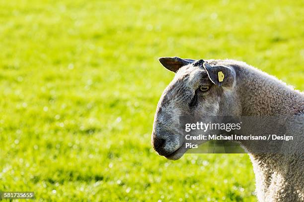 Sheep's Head Rouse 148 Sheeps Head Stock Photos, High-Res Pictures, and Images - Getty Images
