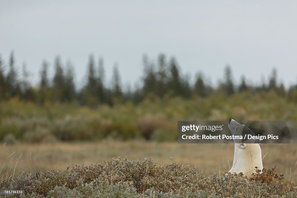 Polar bear (ursus maritimes) sticking its head above the foliage