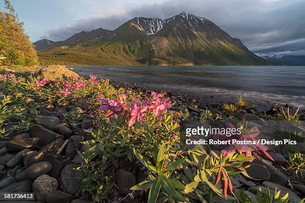 dwarf fireweed (chamerion latifolium) lit up by the warm light of the setting sun, kings throne in the distance with a rough kathleen lake in the middle, klaune national park - adelfilla enana fotografías e imágenes de stock