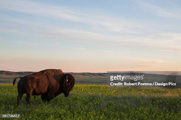 bison at sunset, grasslands national park - グラスランズ国立公園 ストックフォトと画��像