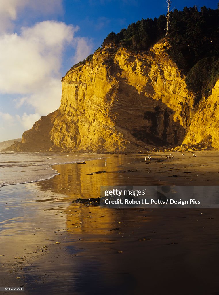 Cliffs along the Oregon coast