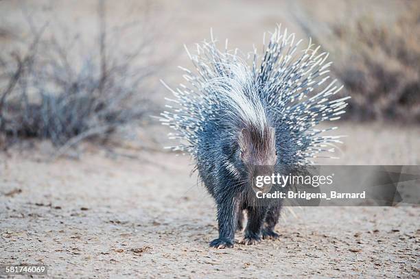 portrait of a porcupine, south africa - porcupine stockfoto's en -beelden
