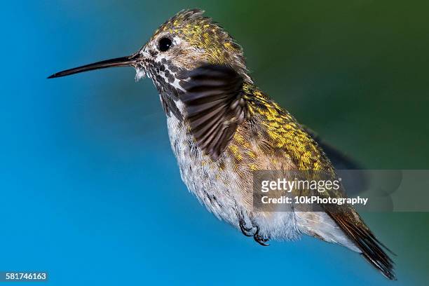 portrait of a calliope hummingbird hovering in mid air - calliope hummingbird stock pictures, royalty-free photos & images