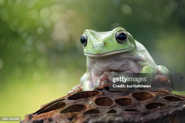 High Resolution Frog 199 Dried Frogs Stock Photos, High-Res Pictures, and Images - Getty Images