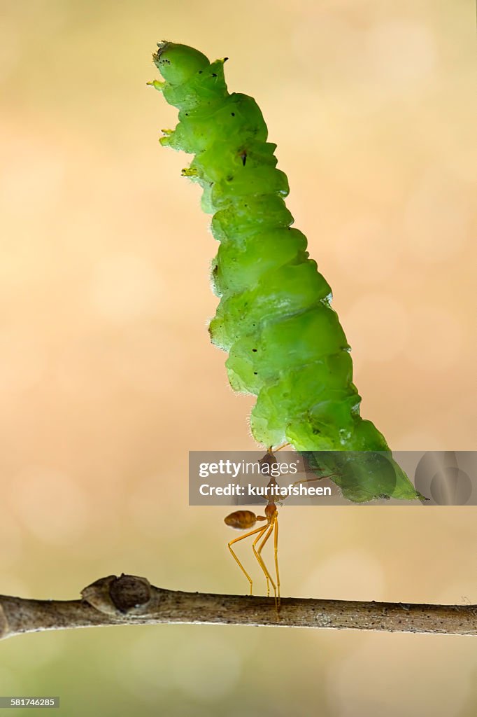 Ant carrying big leaf