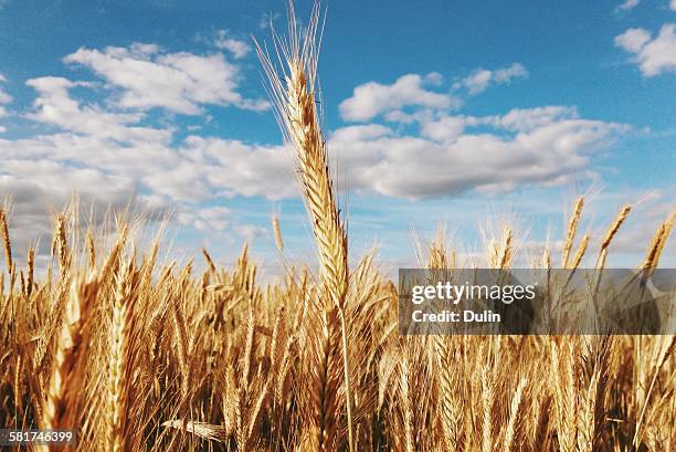 close-up of a wheat field - low angle view of wheat growing on field against sky fotografías e imágenes de stock