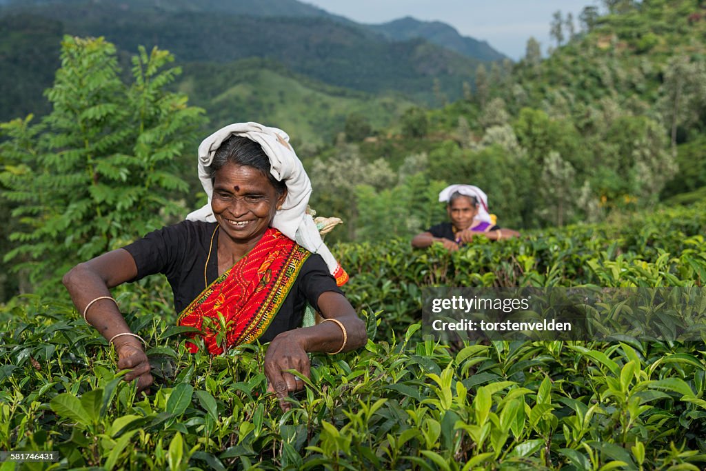 Two women picking tea, sri lanka